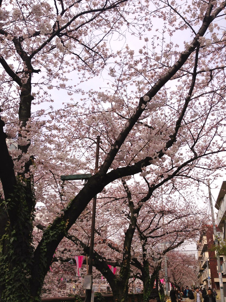 見頃ですね～✿の画像